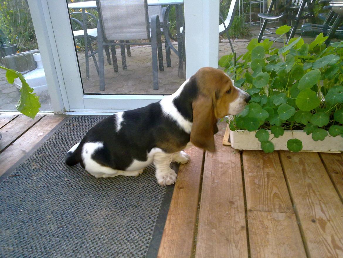 Basset hound Dalton billede 13