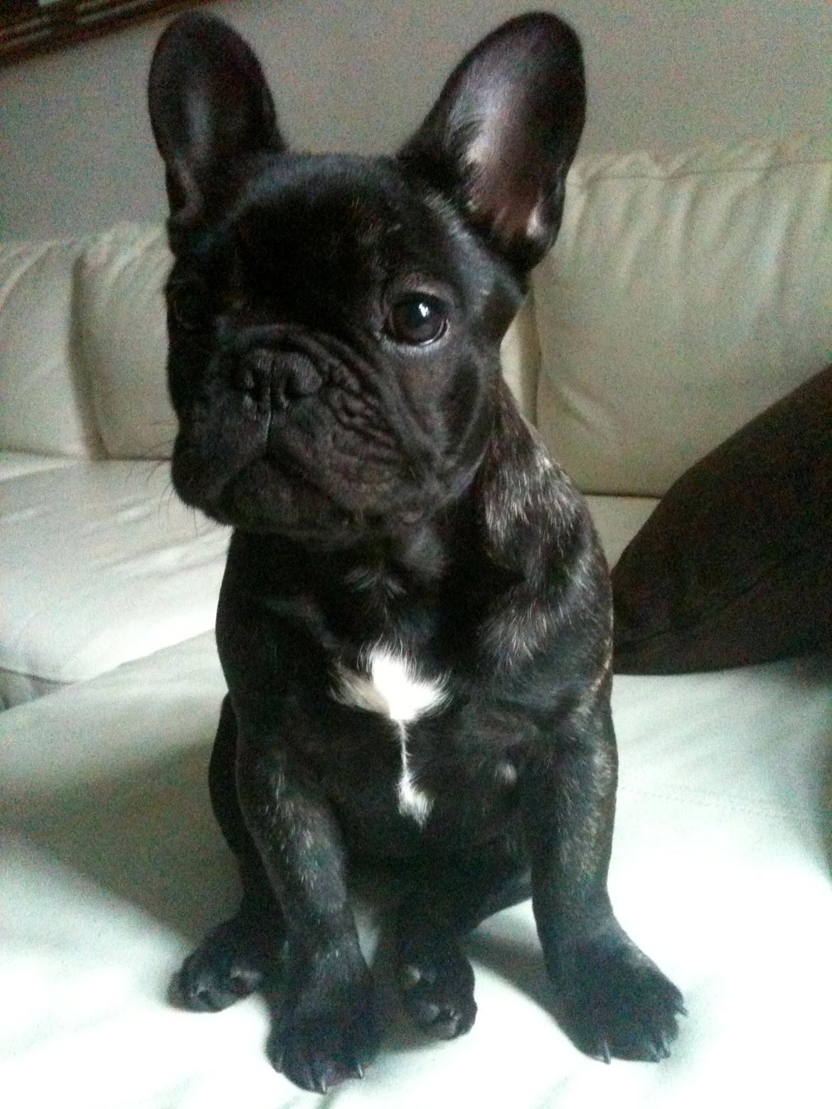 Fransk bulldog CherryCoke - Cherry 5 mdr. billede 5