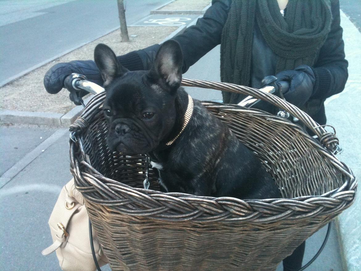 Fransk bulldog CherryCoke - Cherry med mor på tur:) billede 4