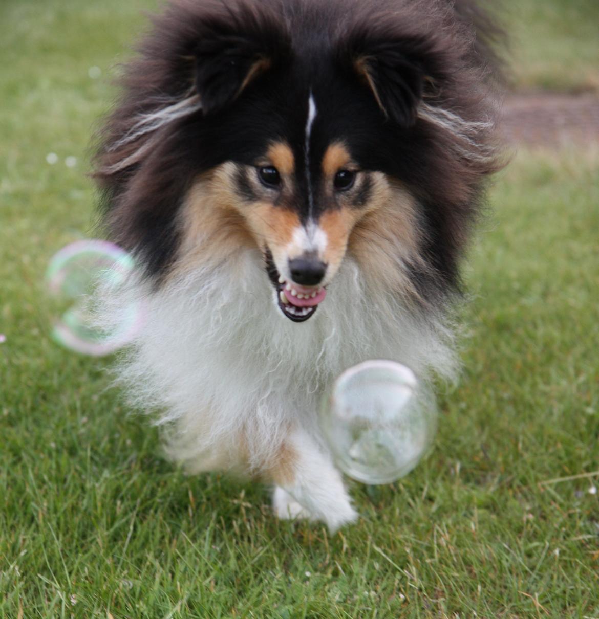 Shetland sheepdog Martedal Fritz billede 1