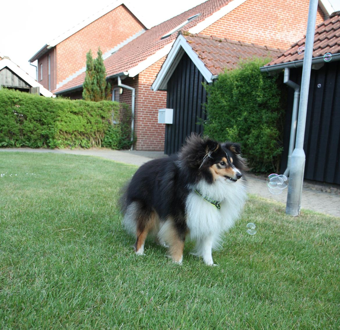 Shetland sheepdog Martedal Fritz - Fritz 1 år, igang med at fange sæbebobler ;) billede 6