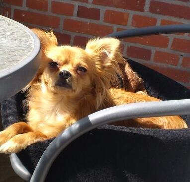 Blanding af racer Millie billede 12