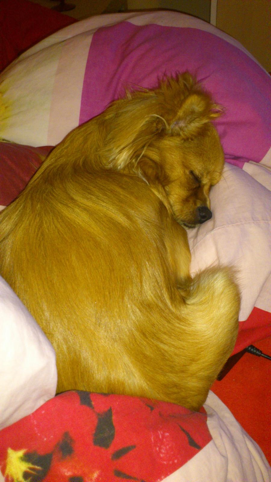 Blanding af racer Millie billede 3