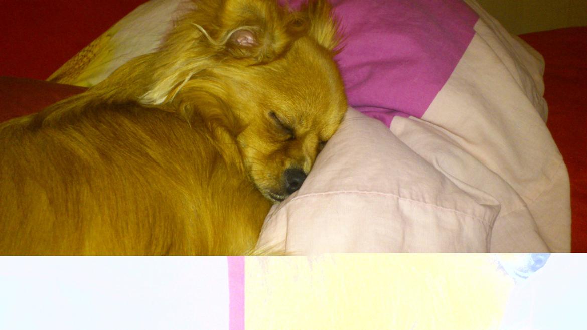 Blanding af racer Millie billede 4