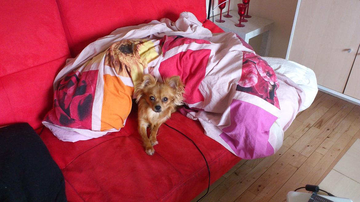 Blanding af racer Millie billede 5