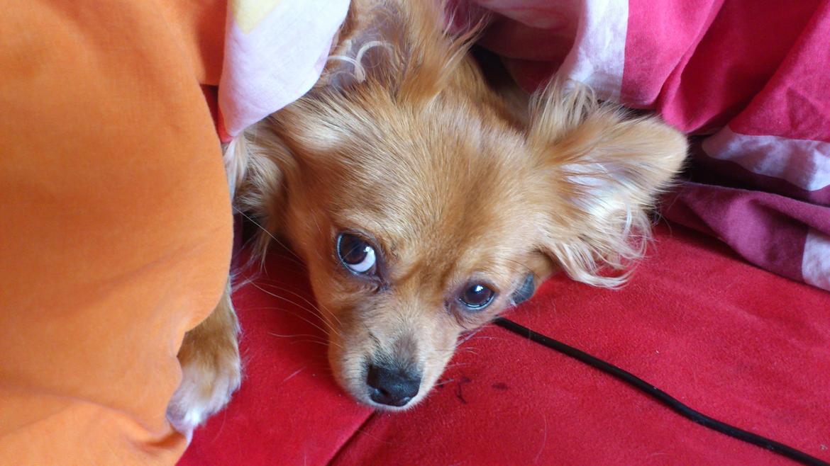 Blanding af racer Millie billede 6