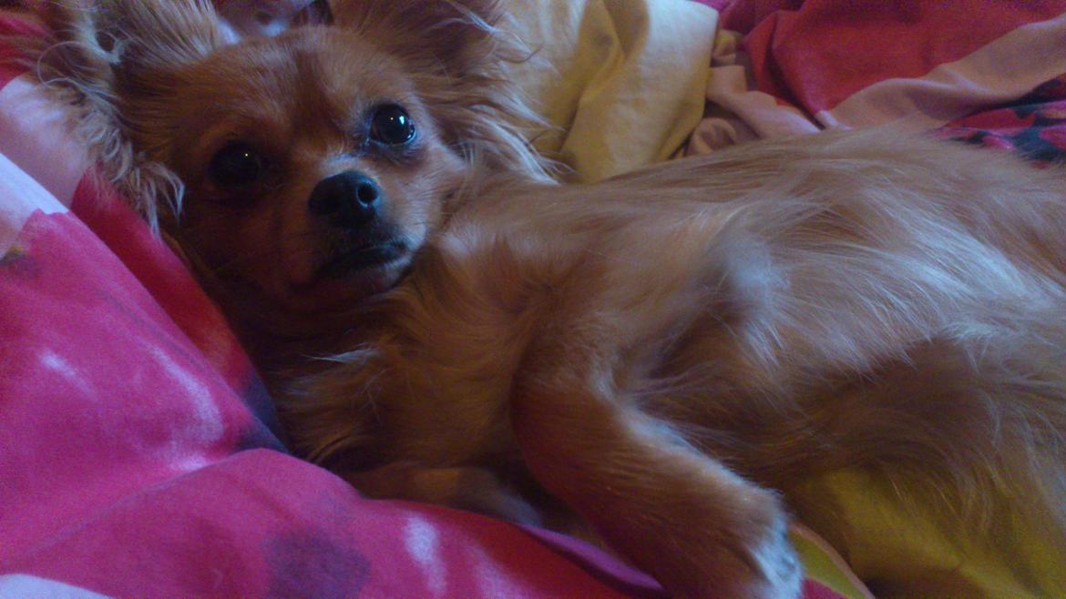 Blanding af racer Millie billede 7