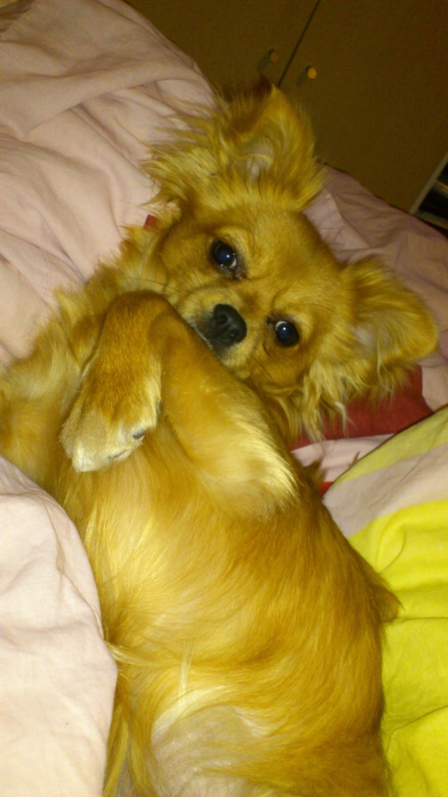 Blanding af racer Millie billede 8