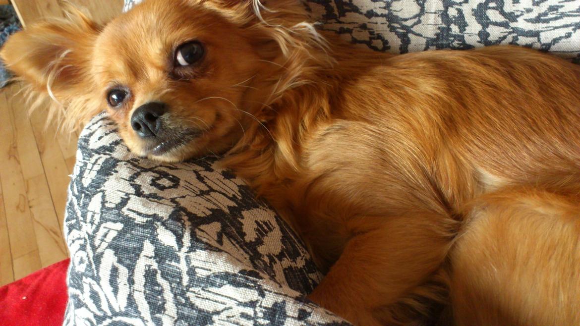 Blanding af racer Millie billede 1