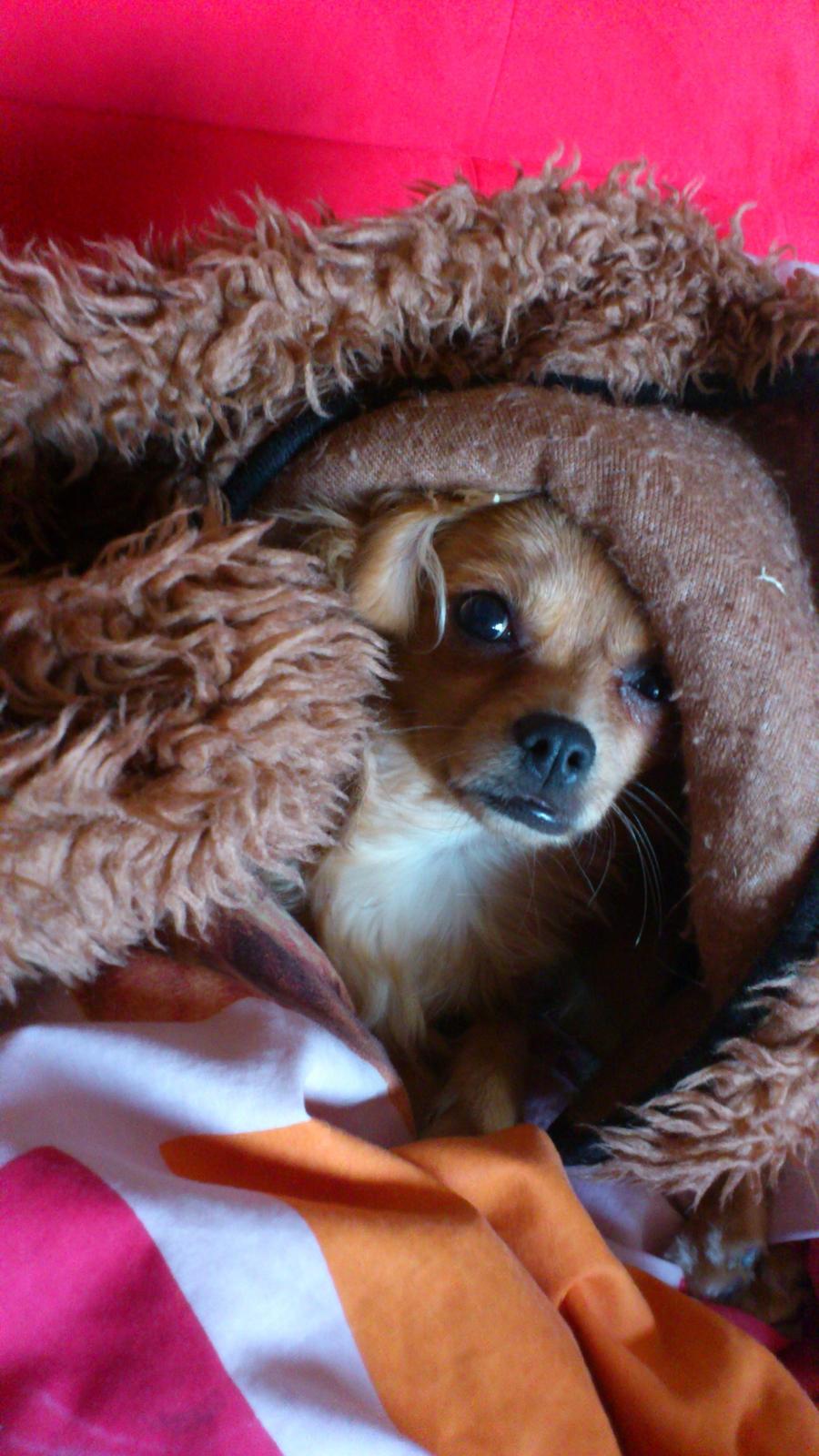 Blanding af racer Millie billede 9