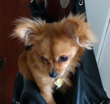 Blanding af racer Millie billede 10