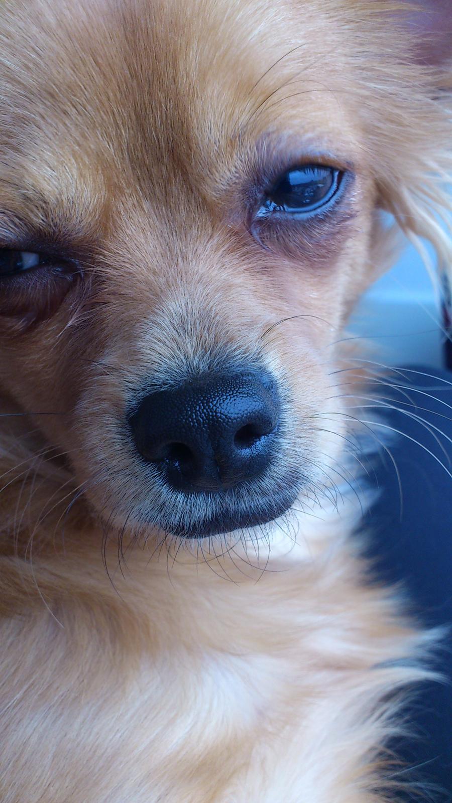 Blanding af racer Millie billede 11