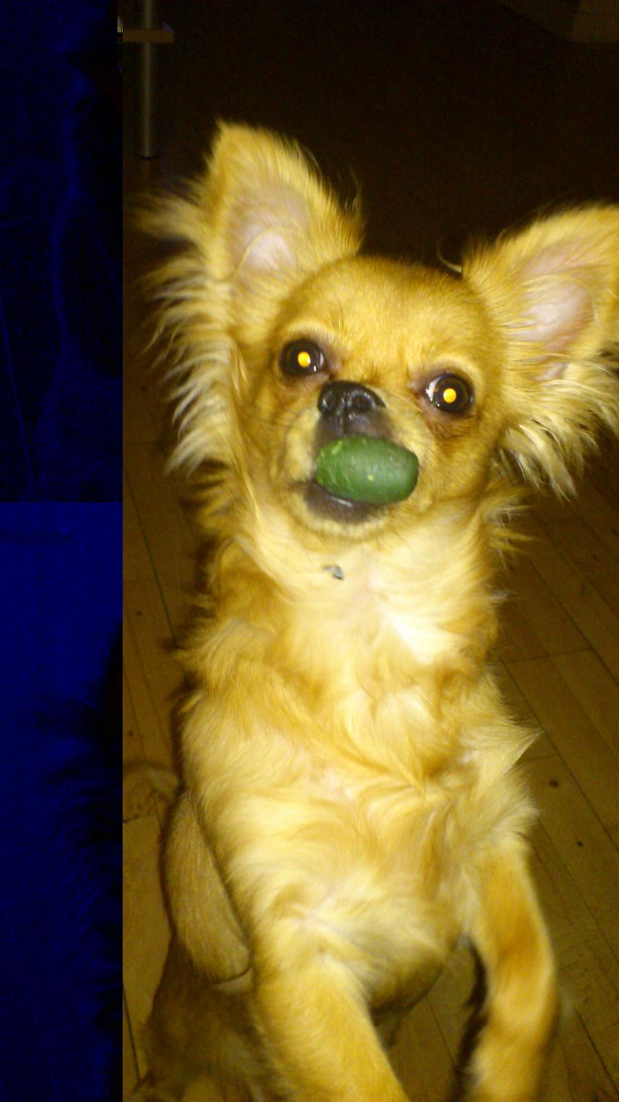 Blanding af racer Millie billede 2