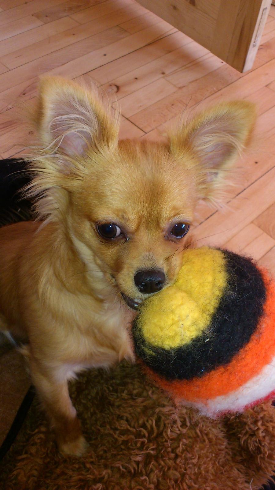 Blanding af racer Millie billede 13