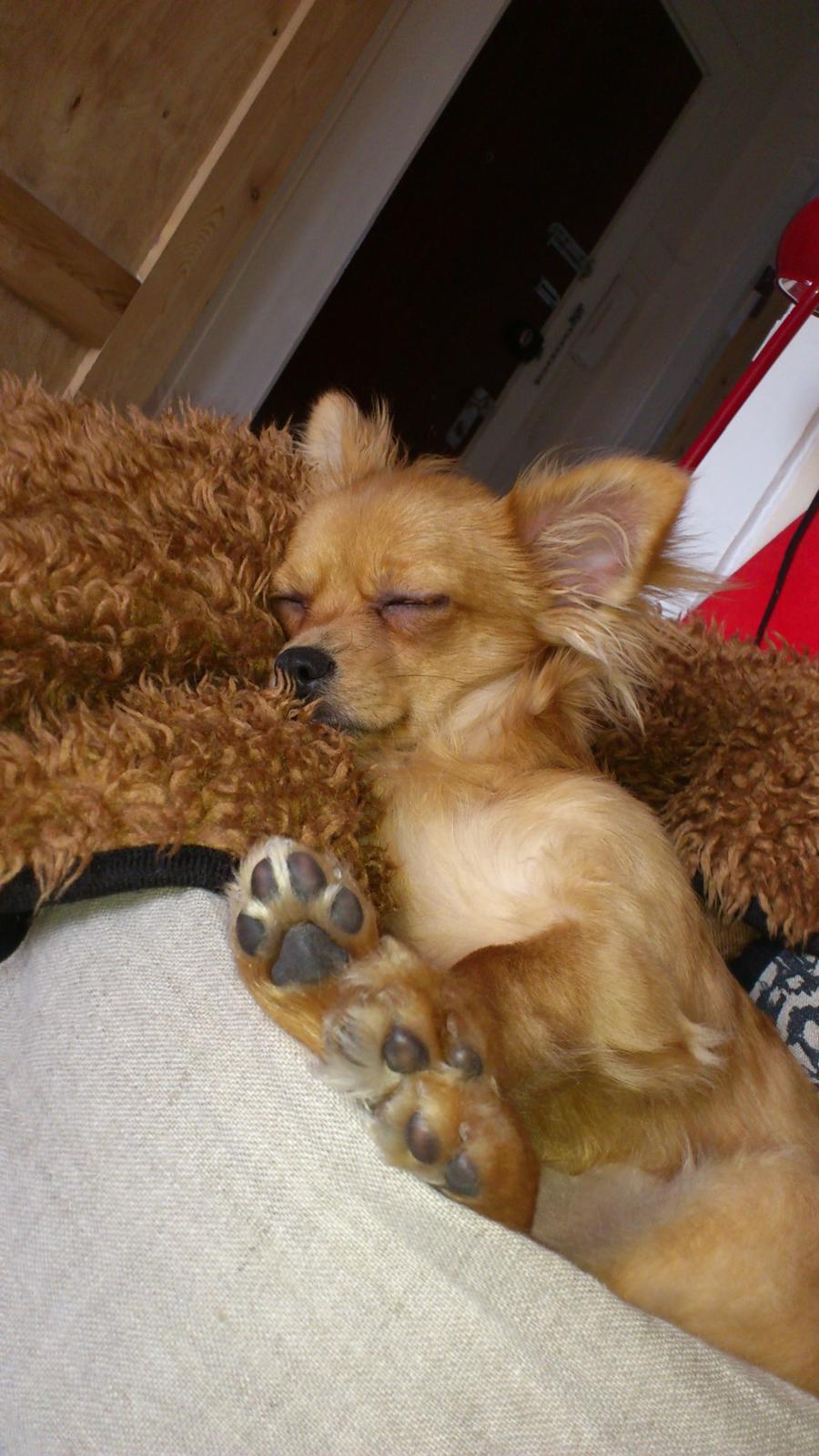 Blanding af racer Millie billede 14