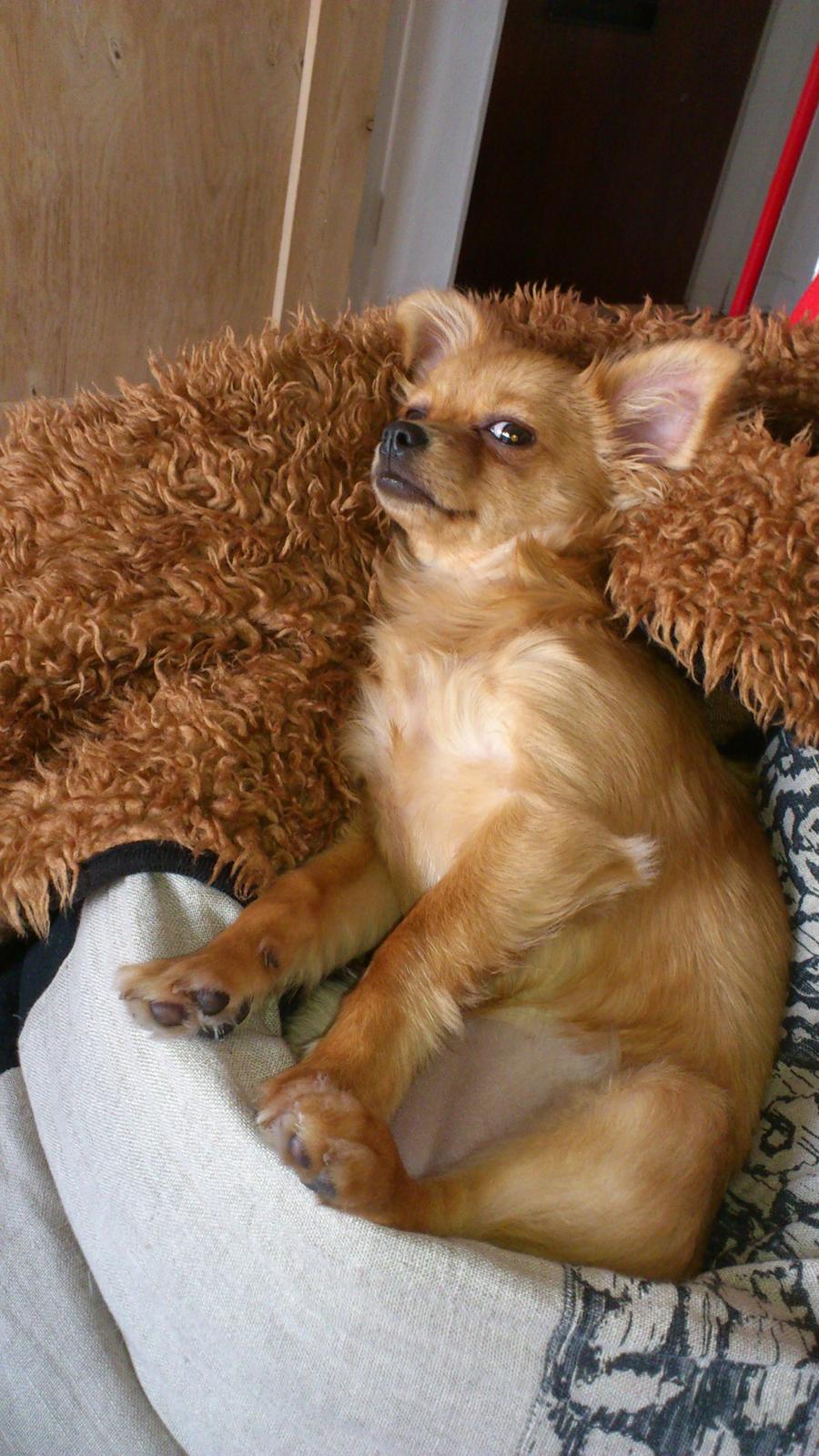 Blanding af racer Millie billede 15