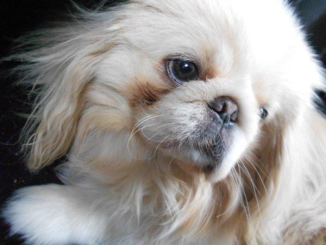 Pekingeser Siko - Siko en halv time før kastrationen billede 19