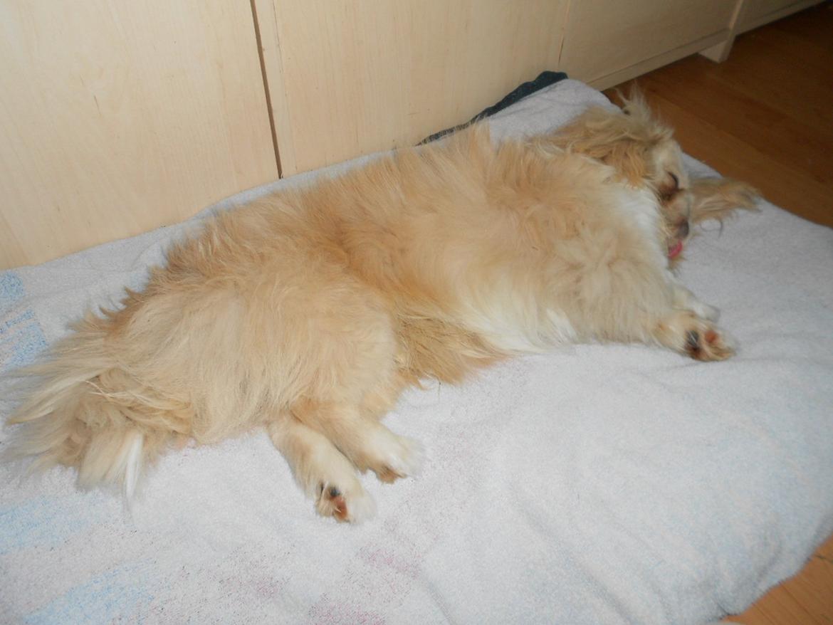 Pekingeser Siko - Siko lige og lige kommet hjem efter to under lampen her er han helt i naksoe endnu<3 billede 20