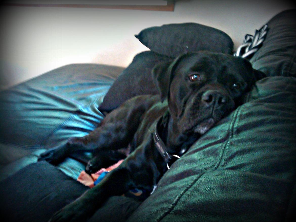 Blanding af racer Cleo billede 15