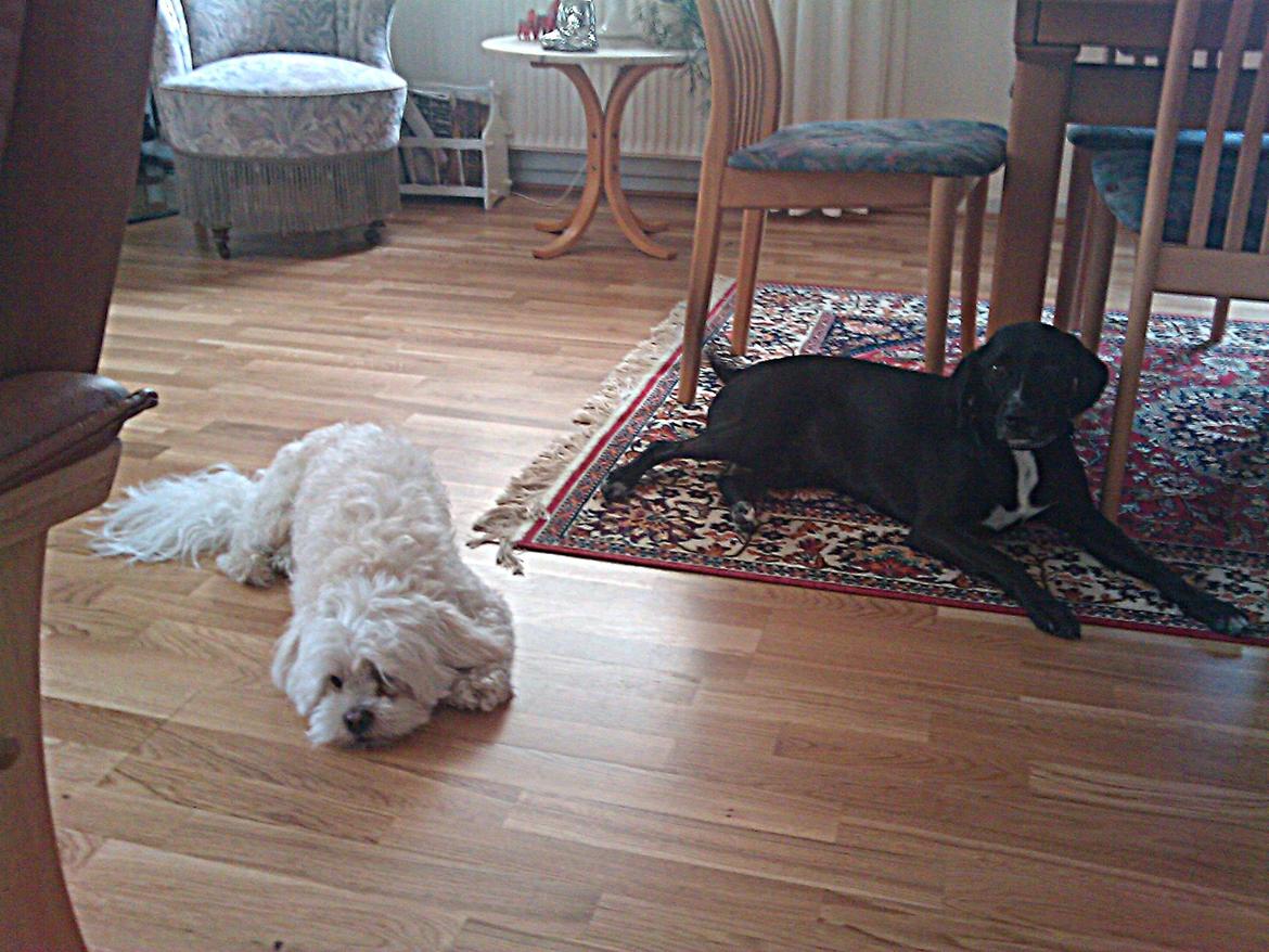 Blanding af racer Lucas - Hygger med Boris billede 6