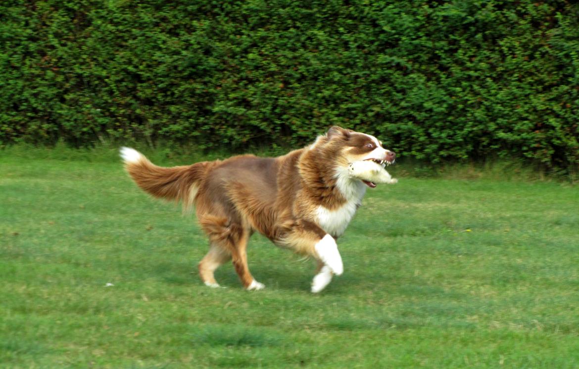 Australian shepherd Aussie - HAHA JEG HAR DIT BIDEDYR CHICO! ;D billede 15