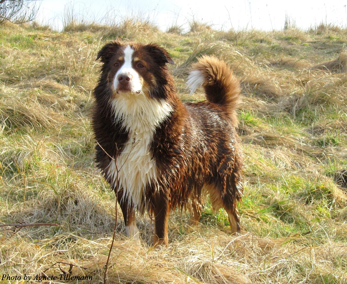 Australian shepherd Aussie - ～Like a baws～ billede 1