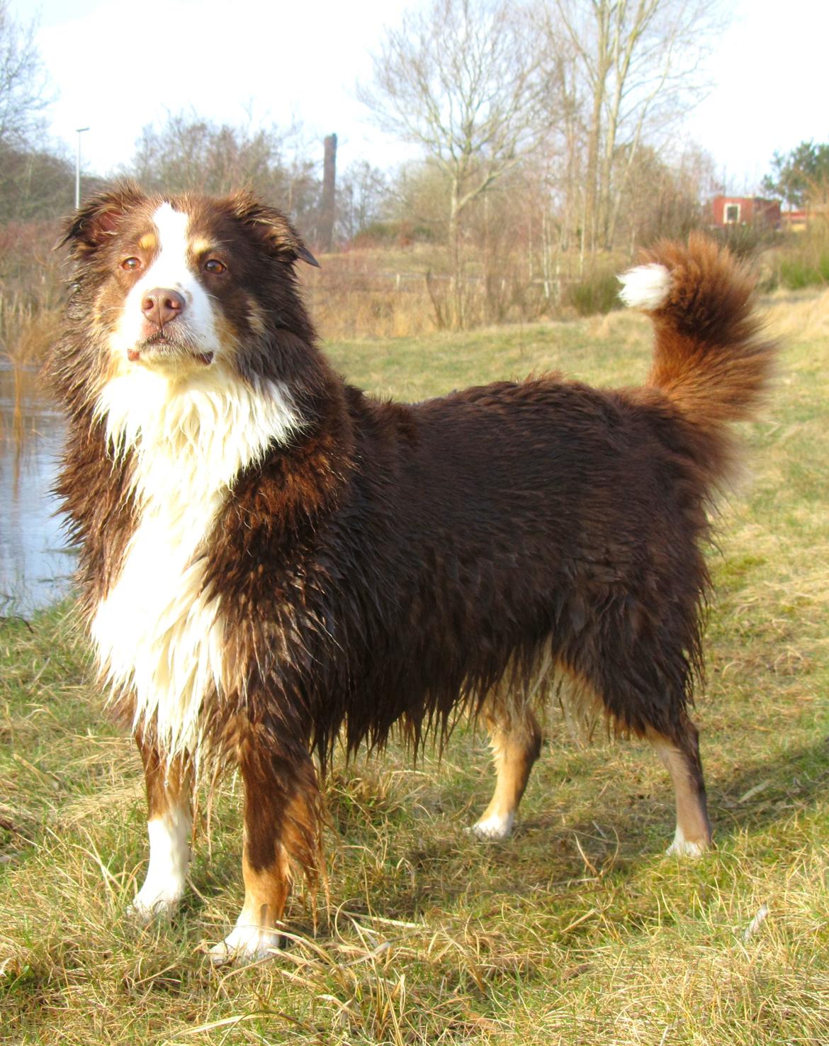 Australian shepherd Aussie - hihi du ligner en gris ;D billede 2