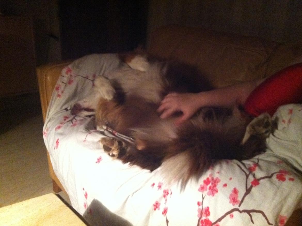 Australian shepherd Aussie - hygge :)
 billede 18