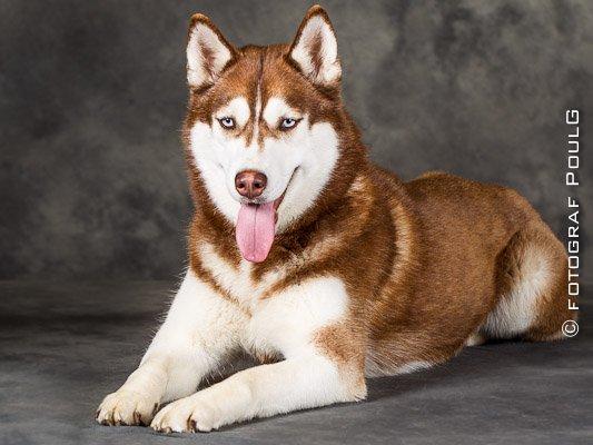 Siberian husky snowhuskyzemabor alicia billede 1