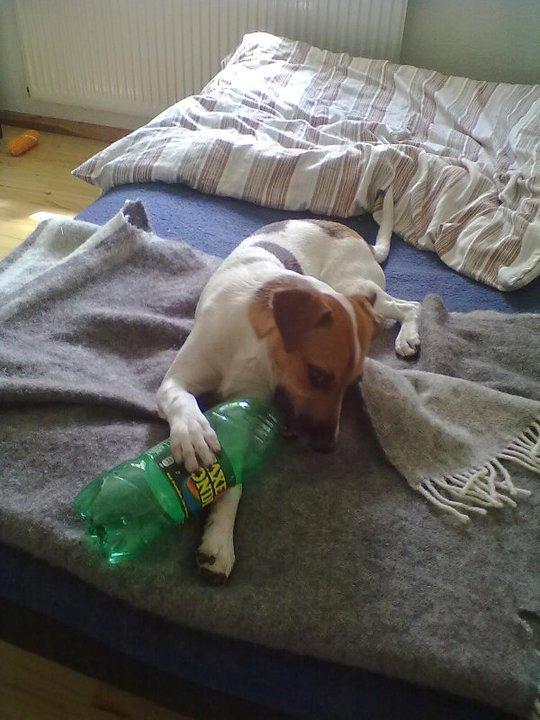 Blanding af racer Sofus billede 12