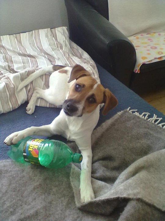 Blanding af racer Sofus billede 13