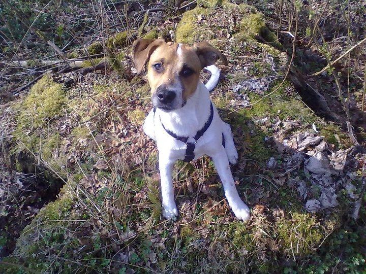 Blanding af racer Sofus billede 15