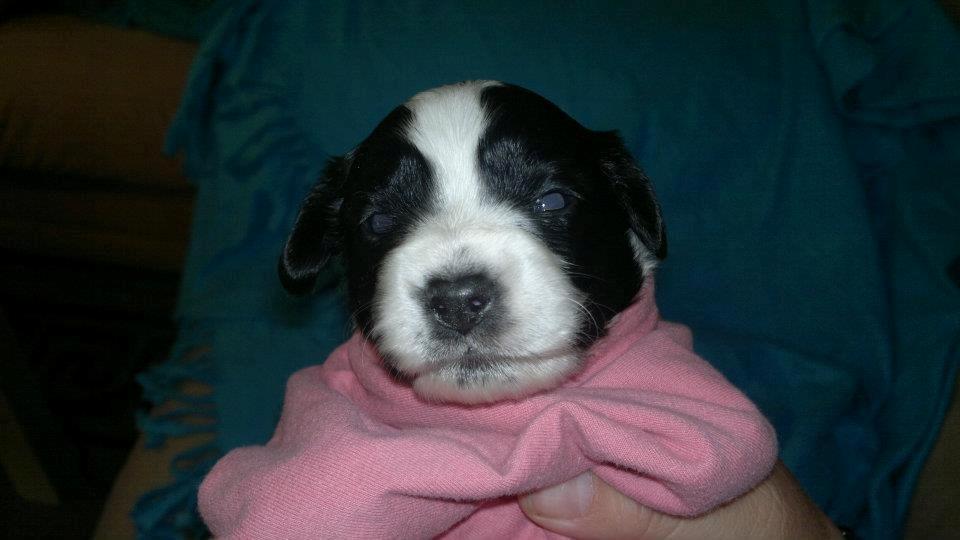 Blanding af racer Lilo billede 3