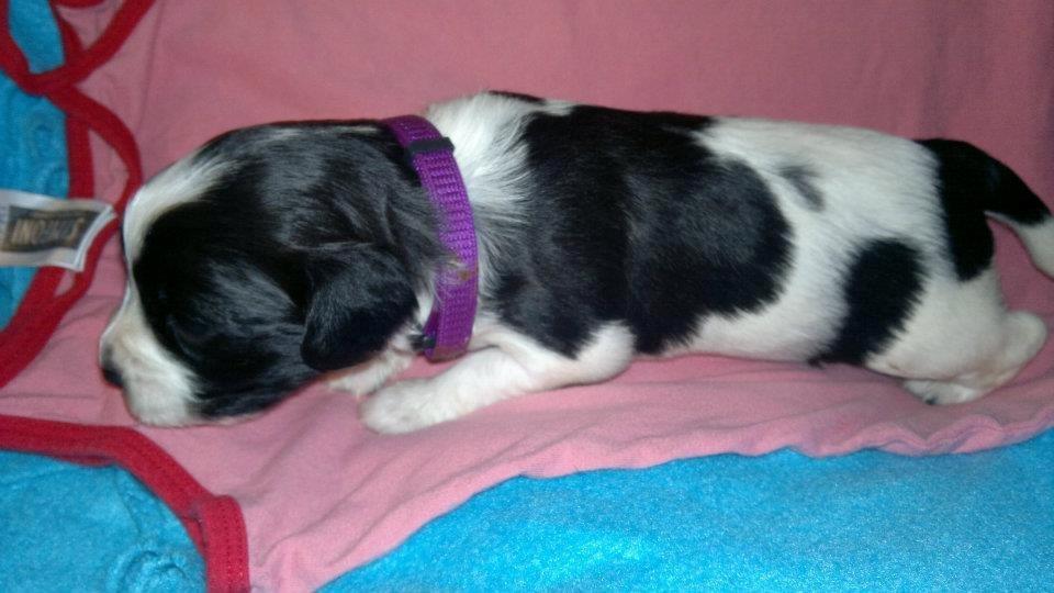 Blanding af racer Lilo billede 2