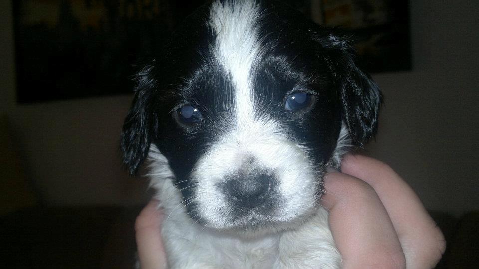 Blanding af racer Lilo billede 1