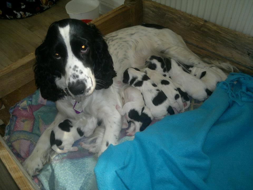 Blanding af racer Lilo billede 5