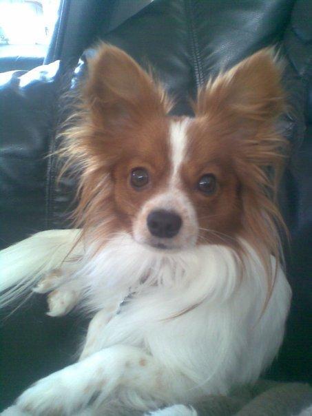 Blanding af racer Lilo - Det er lilos far en rigtig fin papillon ;) billede 6