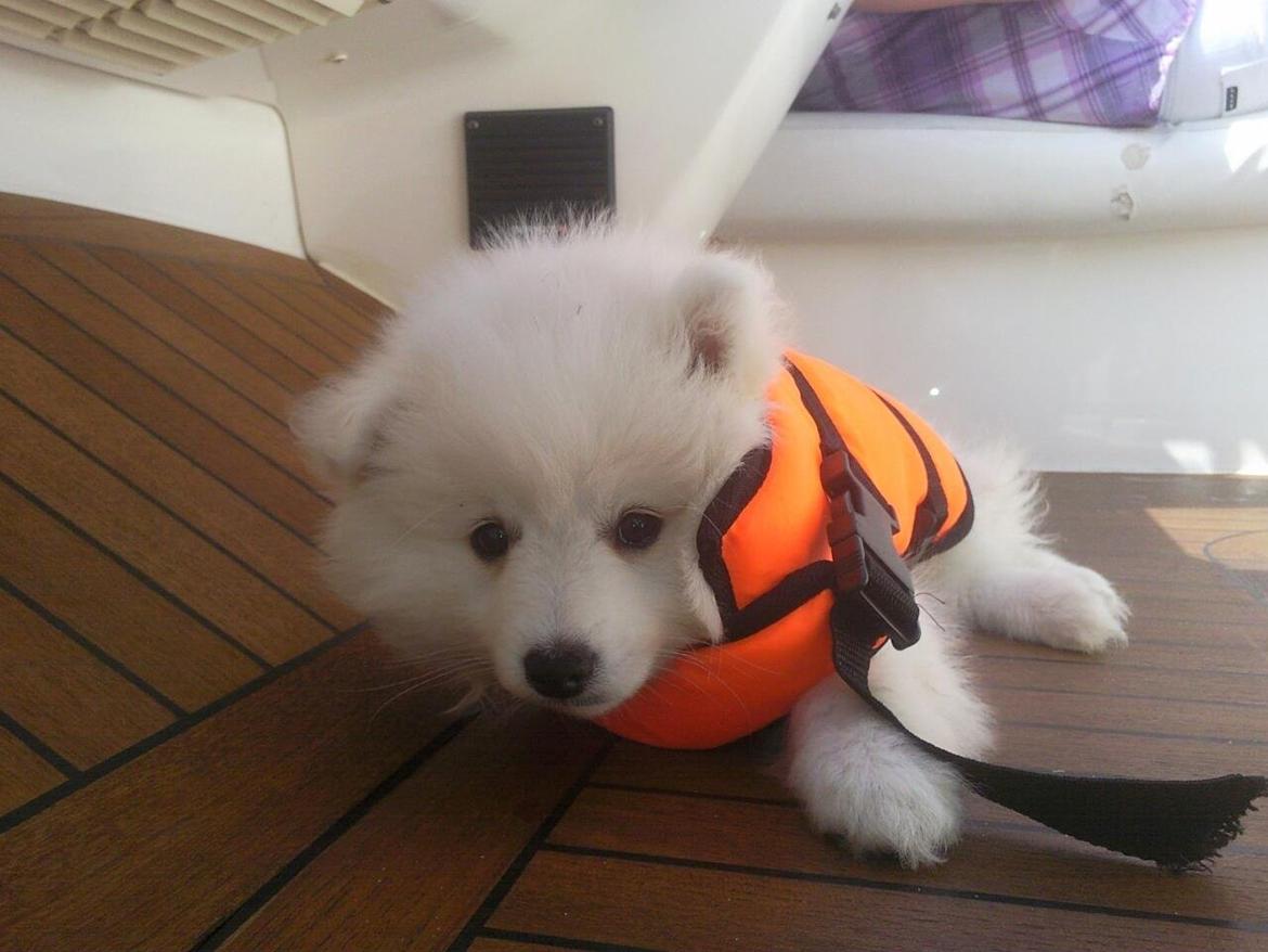 Japansk spids Manse billede 1