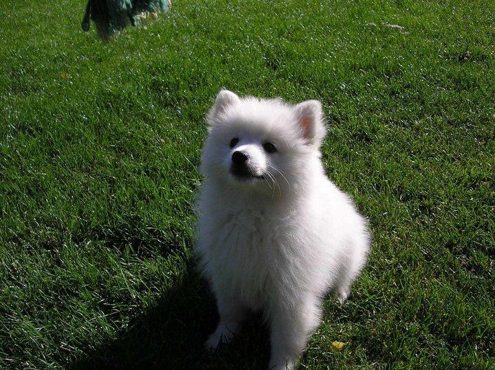 Japansk spids Manse billede 2