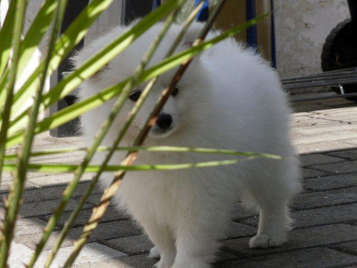 Japansk spids Manse billede 3