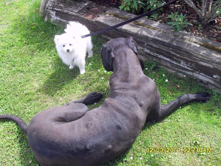 Japansk spids Manse billede 4