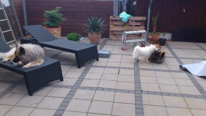 Japansk spids Manse billede 5