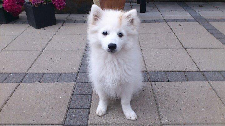 Japansk spids Manse billede 6