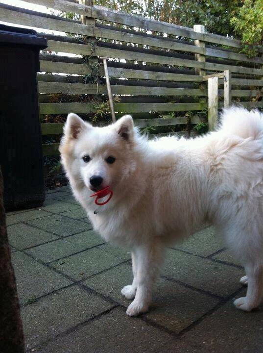 Japansk spids Manse billede 7