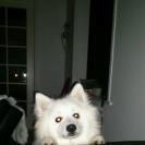 Japansk spids Manse billede 8