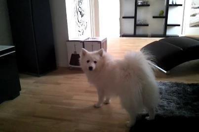 Japansk spids Manse billede 9