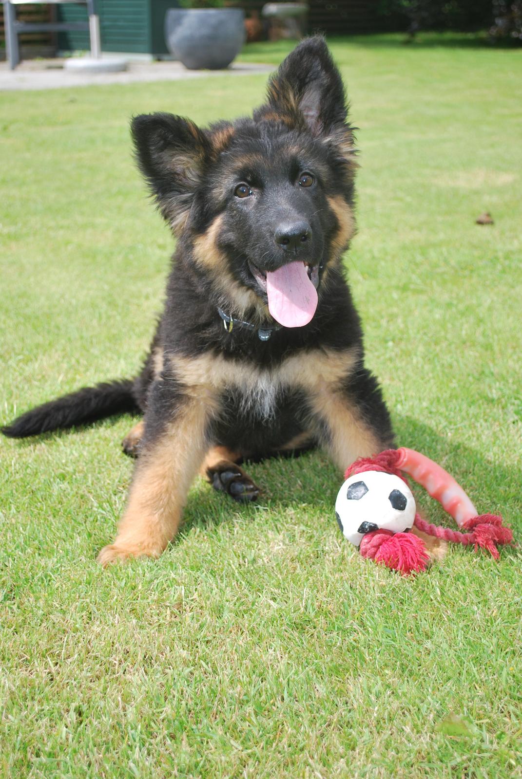 Schæferhund Kato - Kato i stillestand, sjældent syn!
 ca 13 uger billede 6