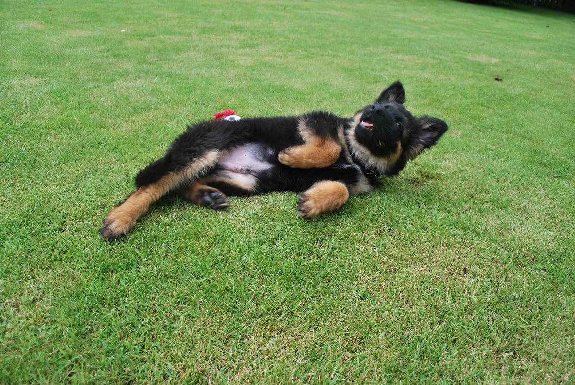 Schæferhund Kato - Kato der lige tager en ruller :o)
ca 13 uger  billede 7