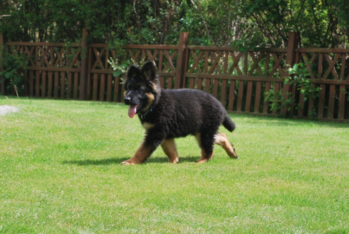 Schæferhund Kato - ca 13 uger billede 8