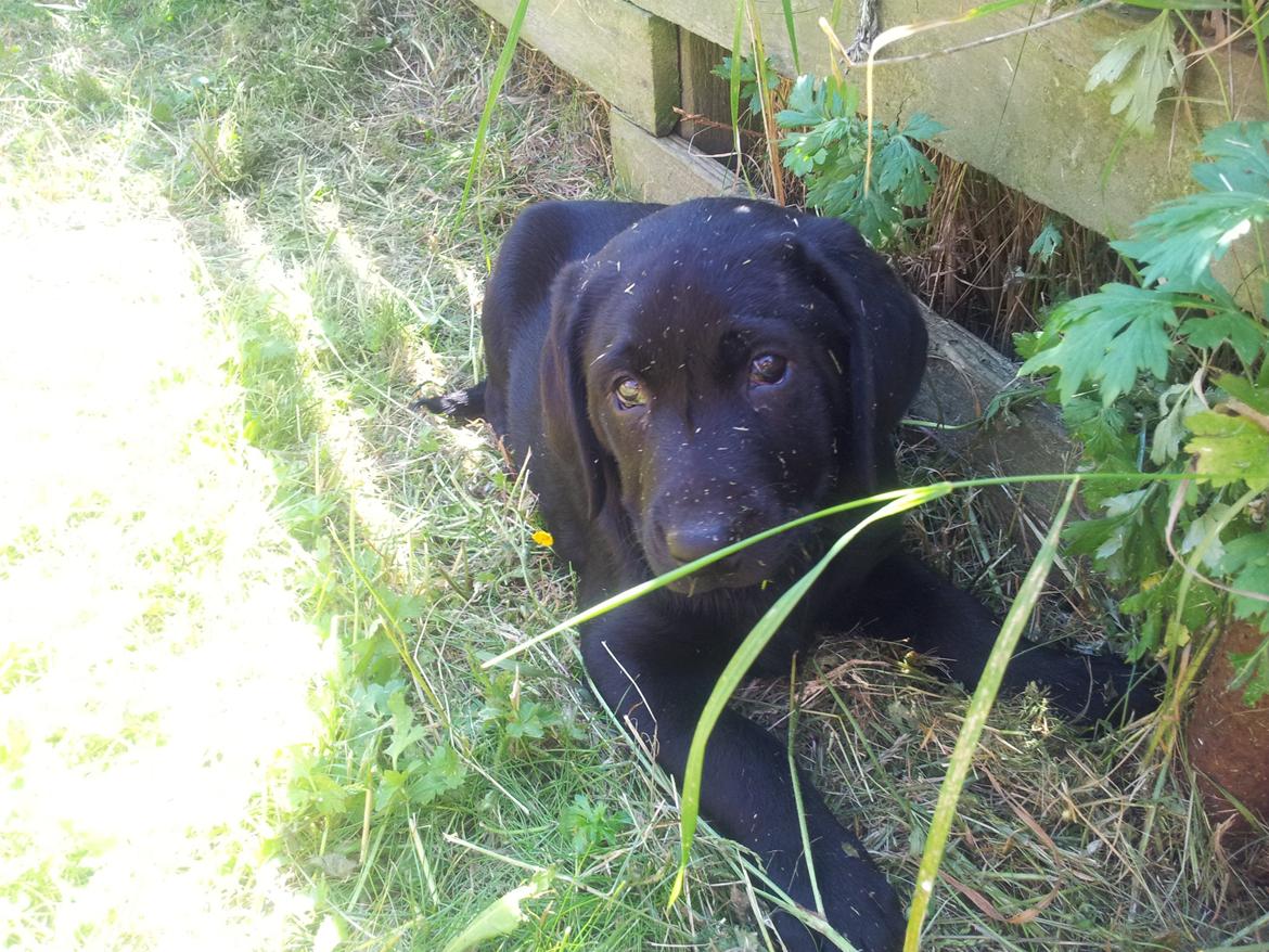 Labrador retriever basse billede 1